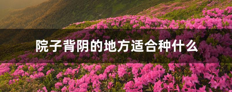 院子背阴的地方适合种什么 院子背阴的地方适合种什么