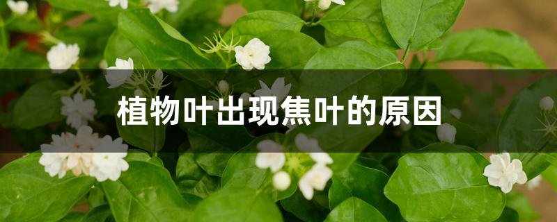 植物叶出现焦叶的原因