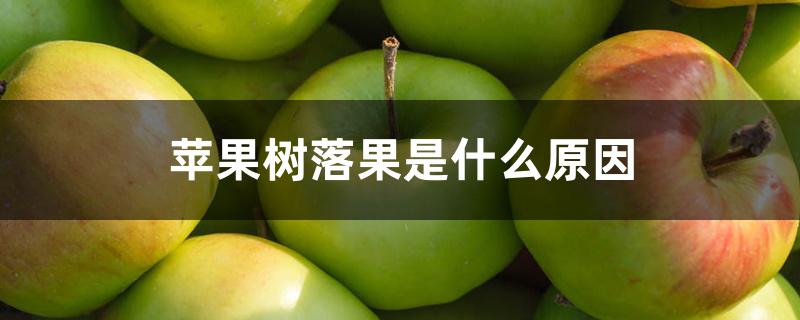 苹果树落果是什么原因