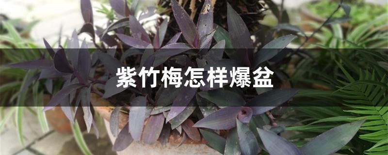 紫竹梅怎样爆盆 紫竹梅怎样爆盆