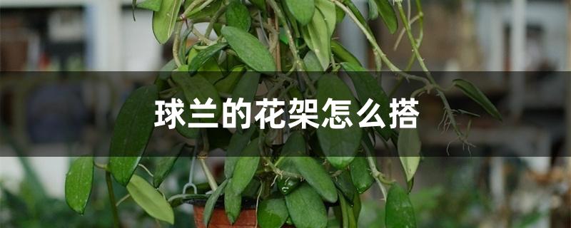 球兰的花架怎么搭