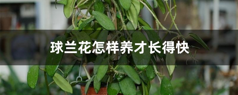 球兰花怎样养才长得快