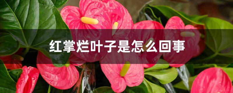 红掌烂叶子是怎么回事