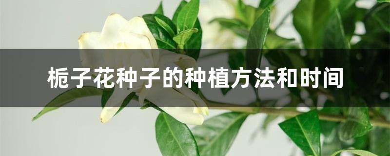 栀子花种子的种植方法和时间