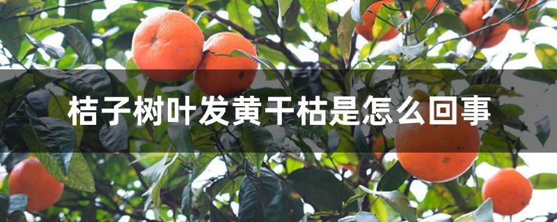 桔子树叶发黄干枯是怎么回事 桔子树叶发黄干枯是怎么回事