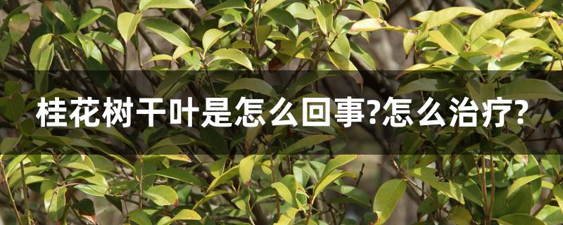 桂花树干叶是怎么回事?怎么治疗?