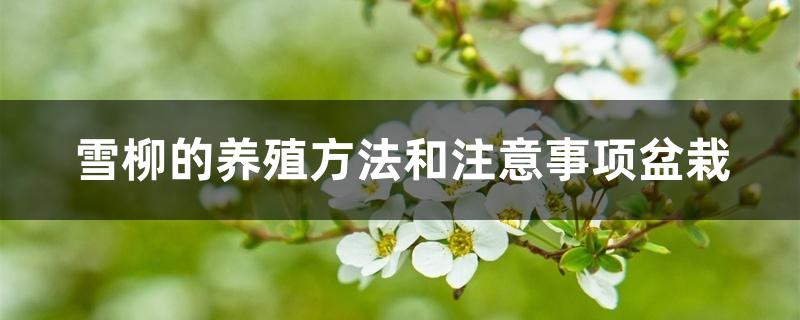 雪柳的养殖方法和注意事项盆栽