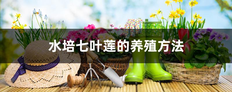 水培七叶莲的养殖方法 水培七叶莲的养殖方法