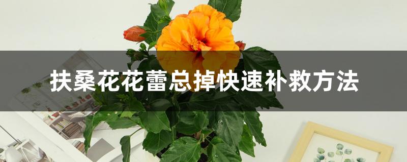 扶桑花花蕾总掉快速补救方法