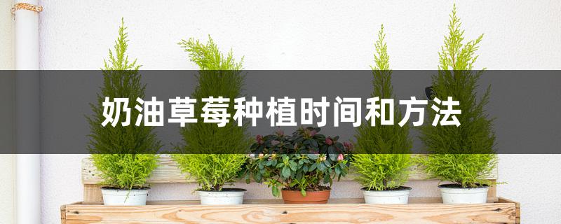 奶油草莓种植时间和方法