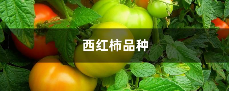 西红柿品种