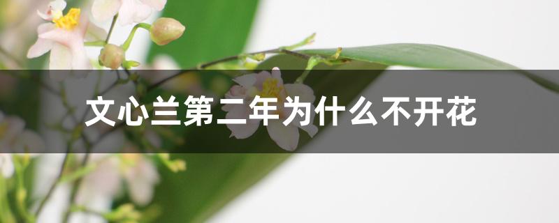 文心兰第二年为什么不开花