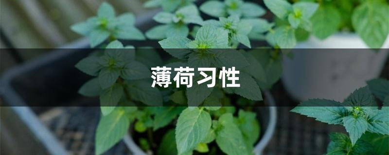 薄荷习性