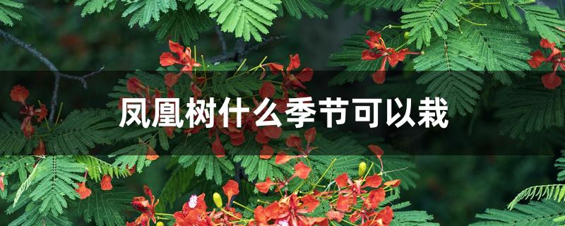 凤凰树什么季节可以栽