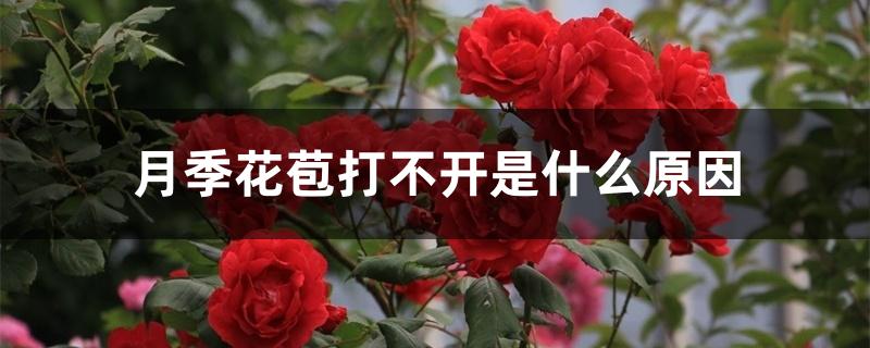 月季花苞打不开是什么原因