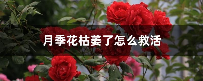 月季花枯萎了怎么救活