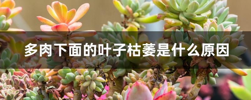 多肉下面的叶子枯萎是什么原因