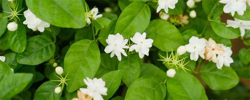 茉莉花夏天几天浇一次水