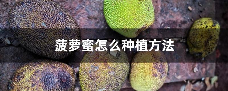 菠萝蜜怎么种植方法