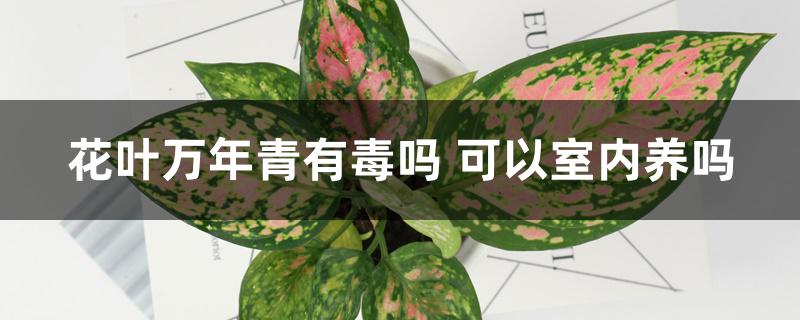 花叶万年青有毒吗 可以室内养吗