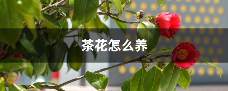 茶花怎么养