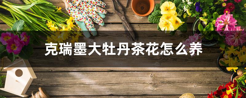 克瑞墨大牡丹茶花怎么养 克瑞墨大牡丹茶花怎么养