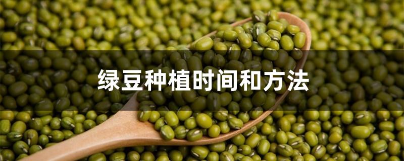 绿豆种植时间和方法