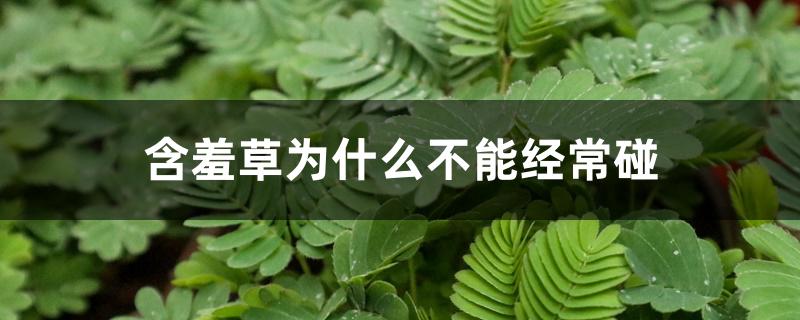 含羞草为什么不能经常碰