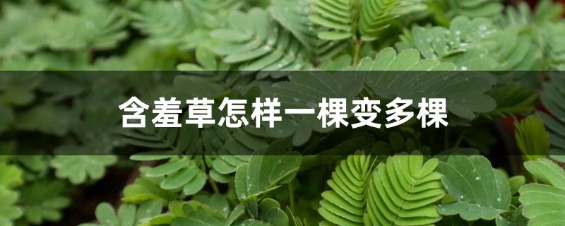 含羞草怎样一棵变多棵