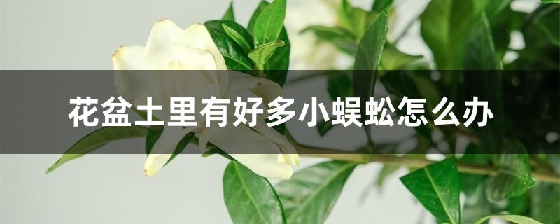 花盆土里有好多小蜈蚣怎么办