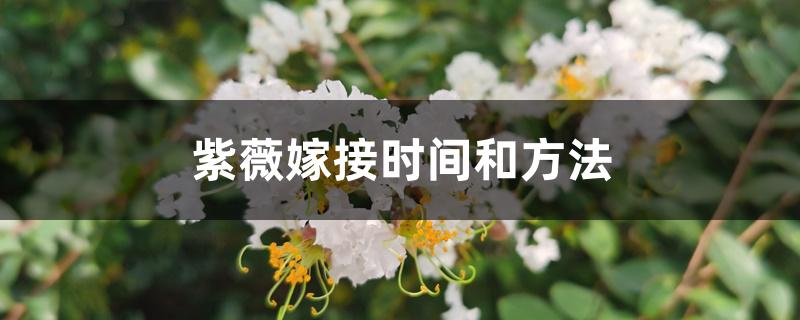 紫薇嫁接时间和方法 紫薇嫁接时间和方法