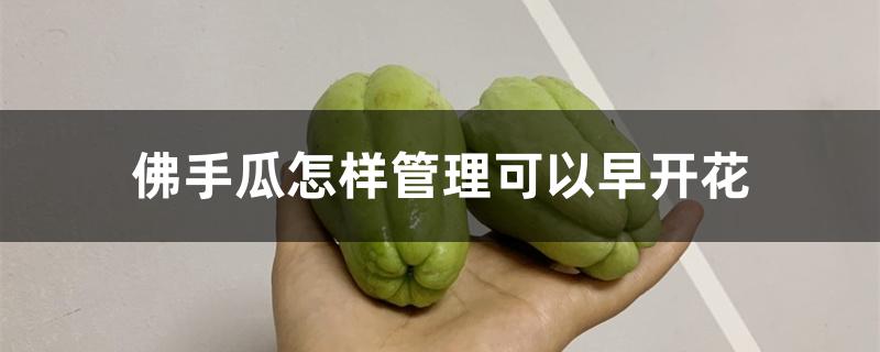 佛手瓜怎样管理可以早开花