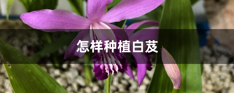 怎样种植白芨