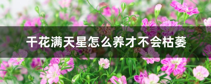 干花满天星怎么养才不会枯萎