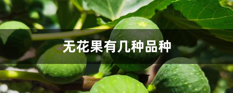 无花果有几种品种