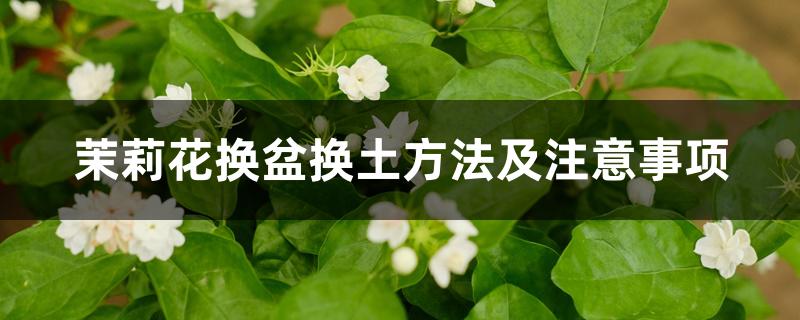 茉莉花换盆换土方法及注意事项