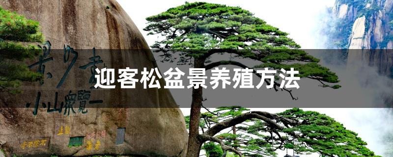 迎客松盆景养殖方法