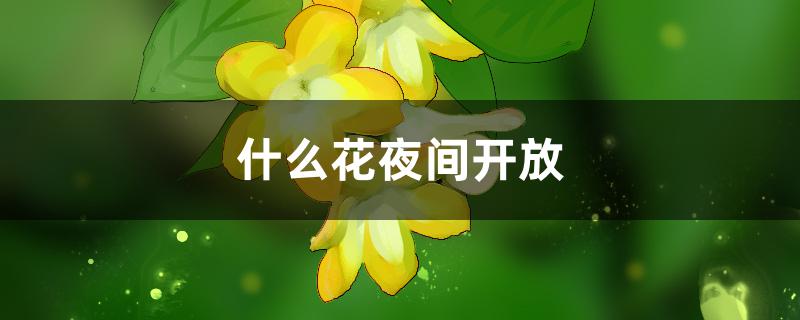 什么花夜间开放