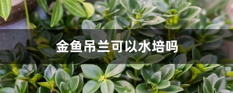 金鱼吊兰可以水培吗