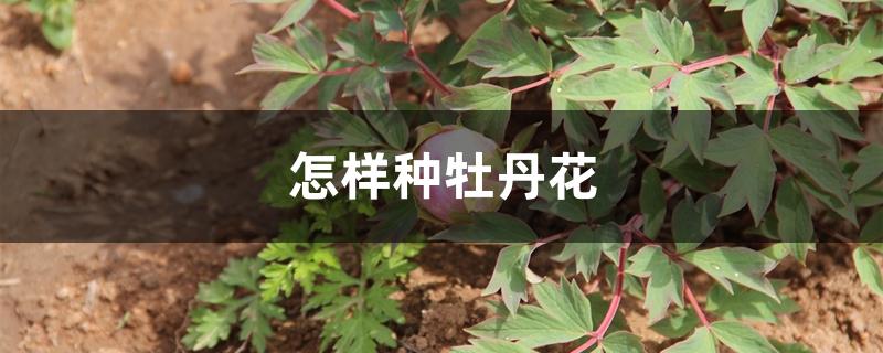 怎样种牡丹花