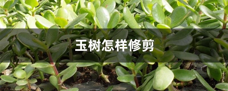 玉树怎样修剪