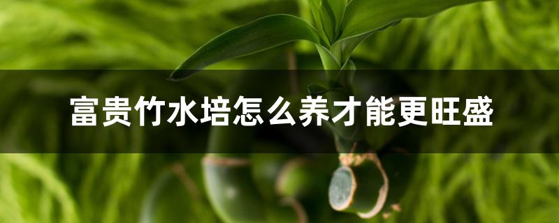 富贵竹水培怎么养才能更旺盛