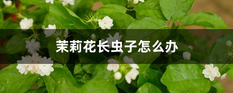 茉莉花长虫子怎么办