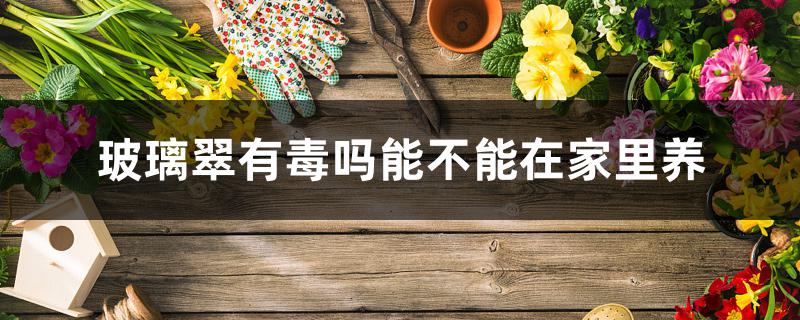 玻璃翠有毒吗能不能在家里养