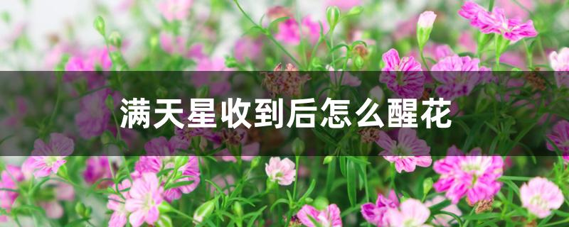 满天星收到后怎么醒花