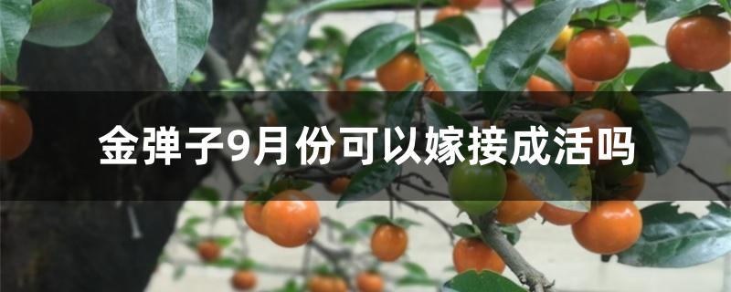 金弹子9月份可以嫁接成活吗