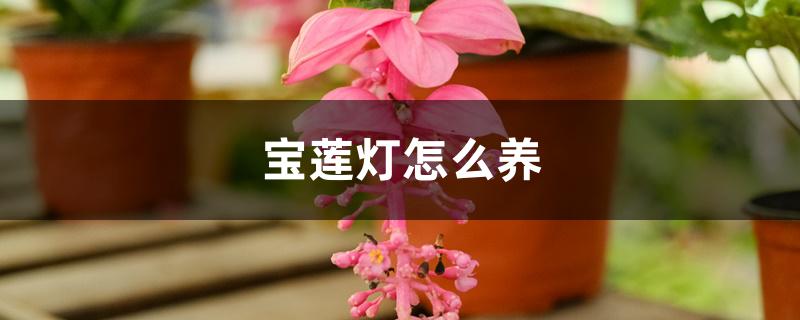 宝莲灯怎么养