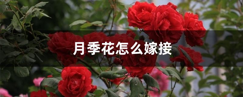 月季花怎么嫁接