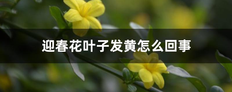 迎春花叶子发黄怎么回事