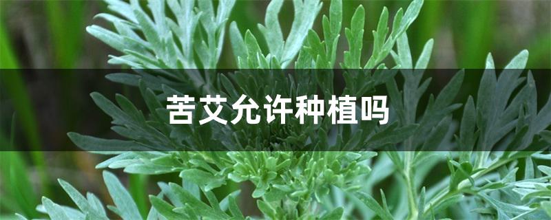 苦艾允许种植吗